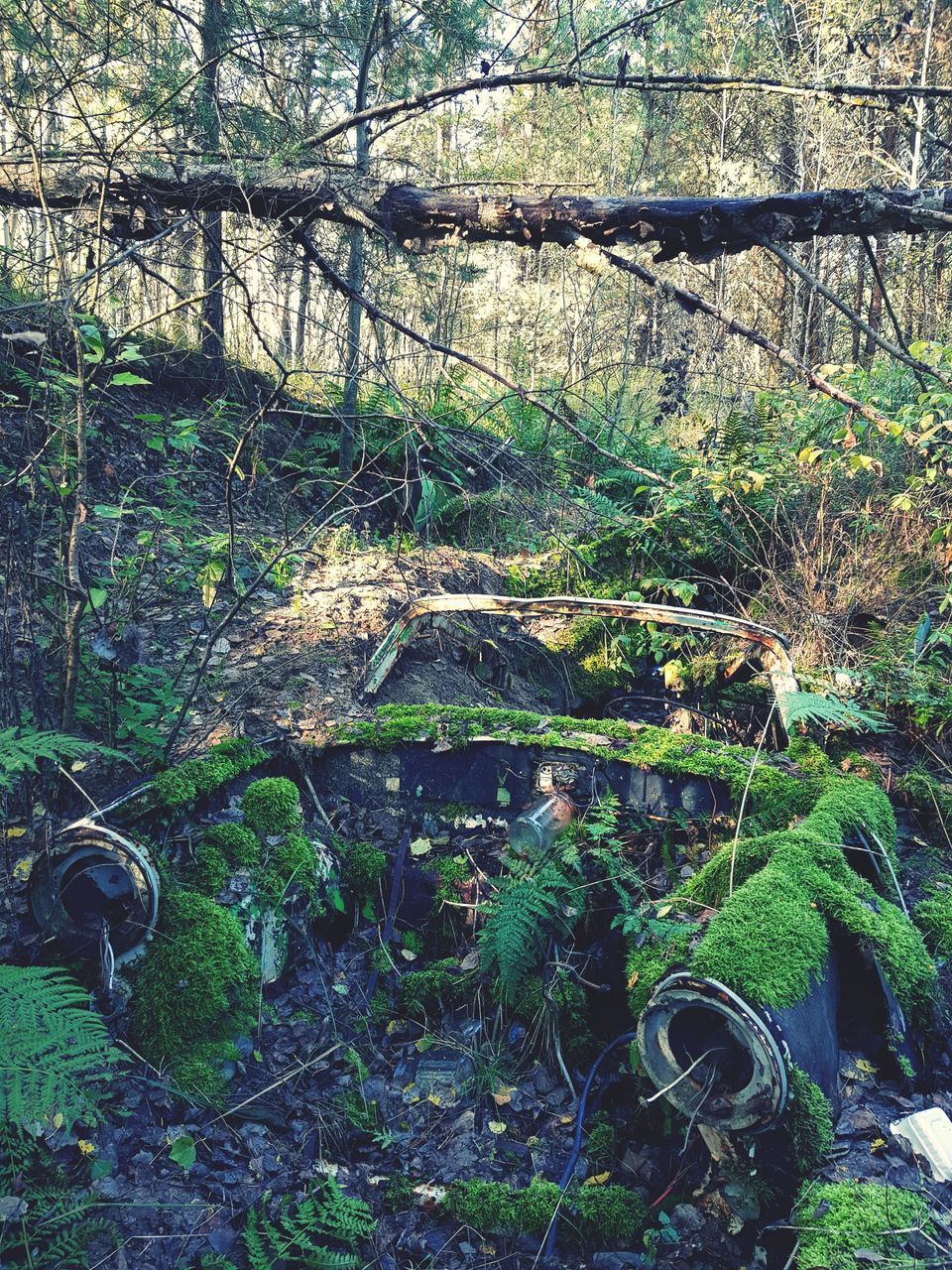 VIEW OF TREES GROWING ON ROCK