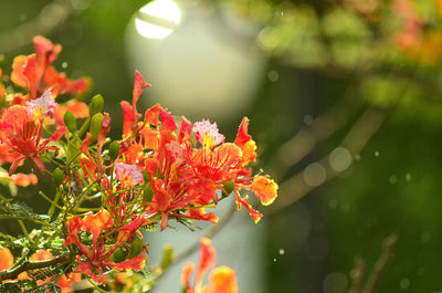 Close-up of red flowering plant