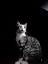 Portrait of cat sitting against black background