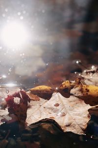 Close-up of dry maple leaves against blurred background