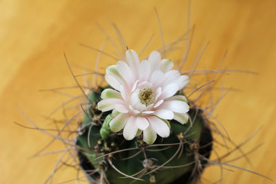 Close-up of succulent plant