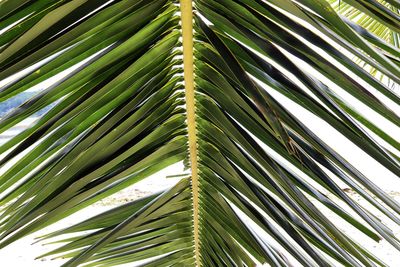 Full frame shot of palm leaves