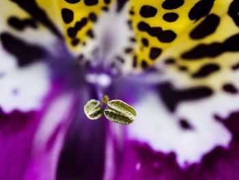 Close-up of purple flowering plant