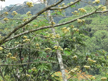 Close-up of tree branch