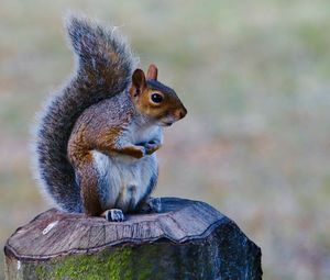 Close-up of squirrel sitting on wooden post