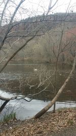 Reflection of trees in water