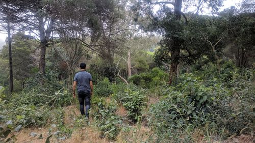 Rear view of man walking by plants in forest