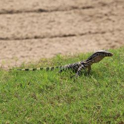 Close up of an animal on field