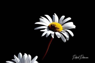 Close-up of white daisy against black background