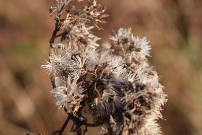 Close-up of flowers