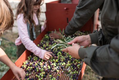 High angle of crop unrecognizable farmers with little daughter and son separating black and green olives after harvesting in countryside
