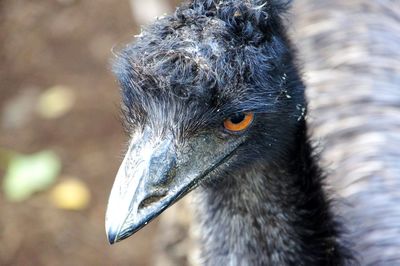 Close-up of a bird looking away