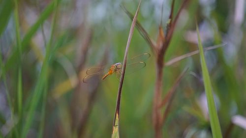 Close-up of insect on grass