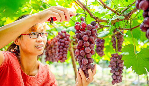 Red berries growing in vineyard