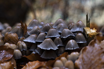 Close-up of mushrooms growing in forest