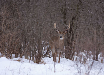 View of deer in snow