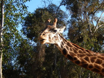 Giraffe in zoo