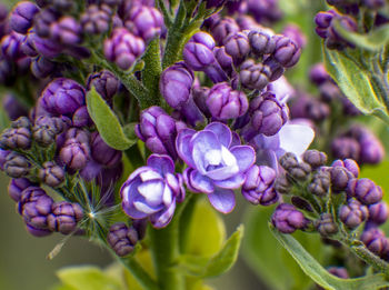 Close-up of purple flowering plants