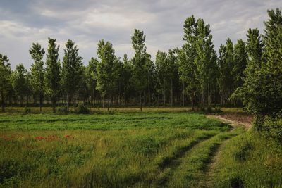 Trees on field against sky