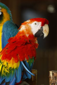 Close-up of parrot perching on branch