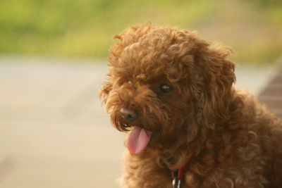 Close-up of a dog looking away