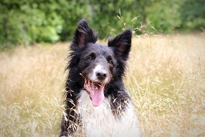 Close-up of dog on field