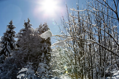 Snow covered plants against sky