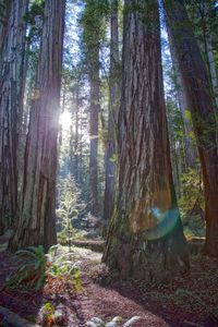 Trees in forest