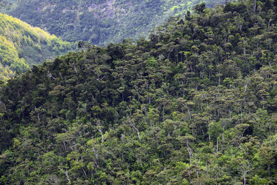 Plants and trees in forest