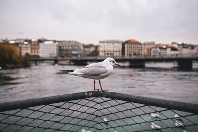 Seagull perching on railing against river