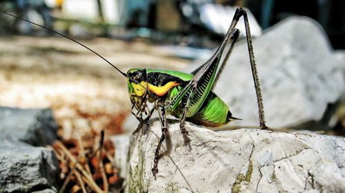 Close up of grasshopper on rock