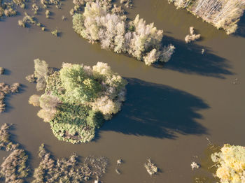 High angle view of trees by sea