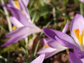 Close-up of purple crocus flower