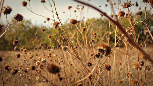 Close-up of wilted flowers on field