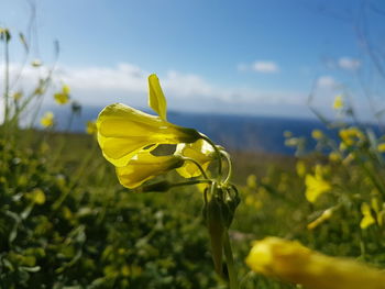 Close-up of yellow flowering plant on field