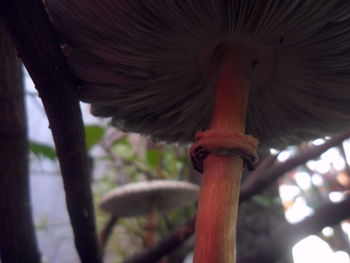 Close-up of a bird