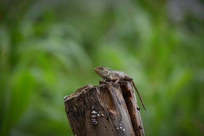 Close-up of lizard on tree stump