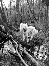 Dog standing by tree trunk in forest