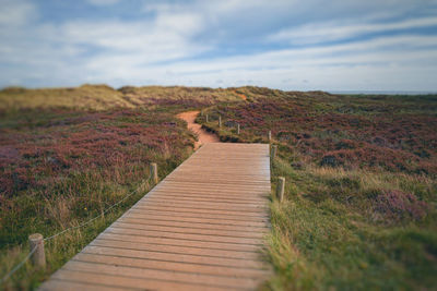 Surface level of boardwalk amidst plants on land