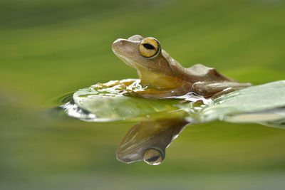 Close-up of frog on leaf