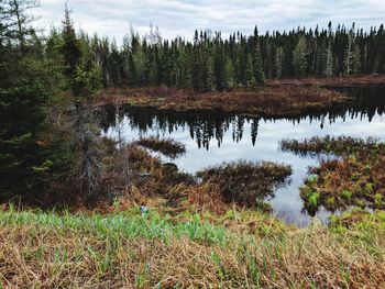 Scenic view of lake in forest