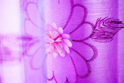 Close-up of pink flowers