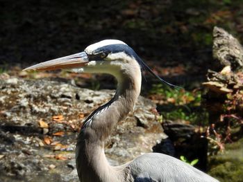 Close-up of a bird