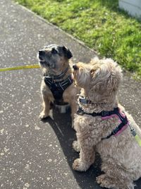 dog