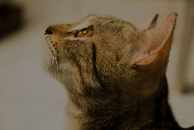 Close-up of a cat looking away