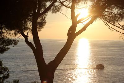 Silhouette tree against sea during sunset