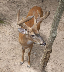 High angle view of deer standing on field