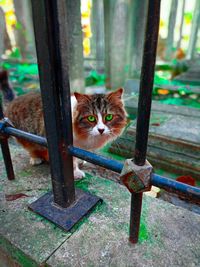 Portrait of cat sitting on metal