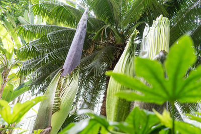 Low angle view of plants