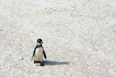 High angle view of penguin on rock